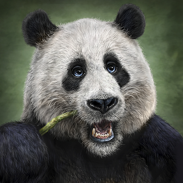 giant panda bear face